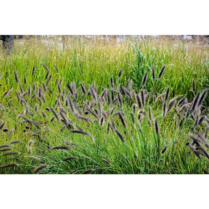 100pcs Ideal For Soft Landscape Accents Fountain Grass Easy To Grow In Outdoor Spaces