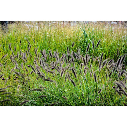 100pcs Ideal For Soft Landscape Accents Fountain Grass Easy To Grow In Outdoor Spaces
