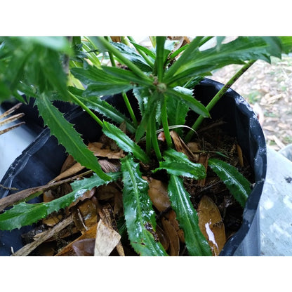 200pcs Culantro Seeds Simple for beginner planting keep natural compact rosette form without excessive uncontrolled spreading