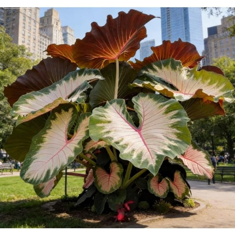 100pcs Elephant Ear seeds for Rich Green Display, Backyard Garden Design