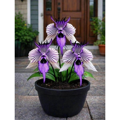 100pcs Perennial Orchid Flower Seeds Non GMO Heirloom Garden Planting Seed Collection