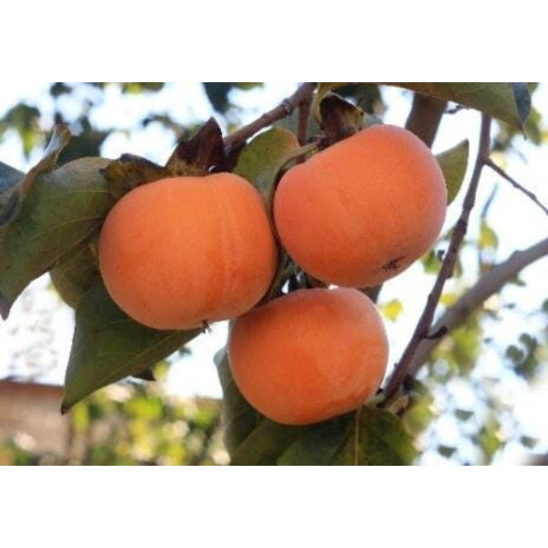 45Pcs Persimmon Seeds Designed for planting feature balanced upright tree habit for landscape focal display and boundary greening arrangement
