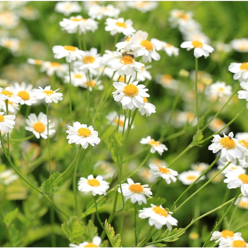 900Pcs Daisy Seeds Perfect for fill empty garden spots with elegant clustered seasonal blooms