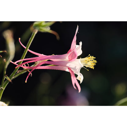 198Pcs Columbine Seeds Suitable for Balcony Patio Container Gardening Tall Airy Foliage Trait