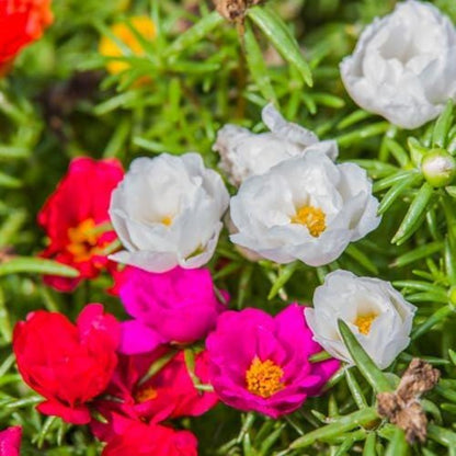 1000pcs Moss Rose Seeds Serene Display For Home Gardens Simple To Cultivate