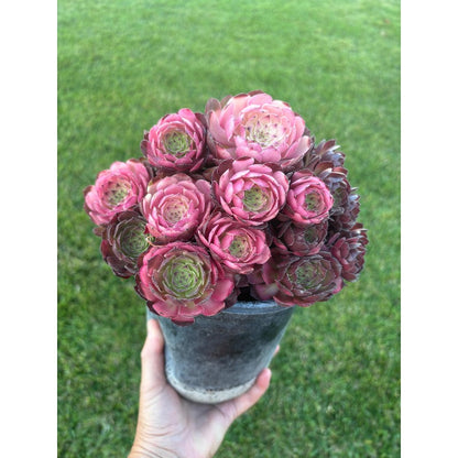 1000pcs Beautiful Unique Rosette Succulents Vigorous Succulent Seeds for Planting