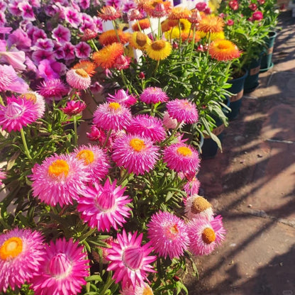 200 Purple Red Strawflower Seeds | Heirloom / Non-GMO