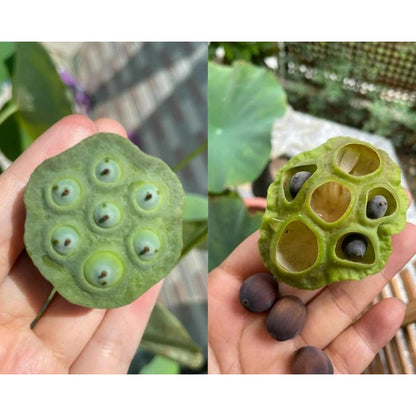 12pcs Beautiful Classic Water Blooms Vigorous Lotus Seeds for Planting