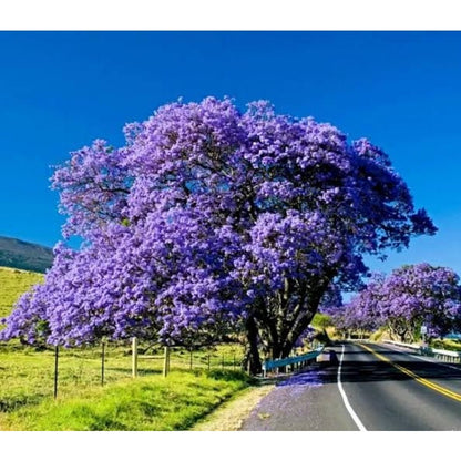50pcs With Jacaranda Tree Seeds, Quick Growing Subtropical Tree for Outdoor Yard