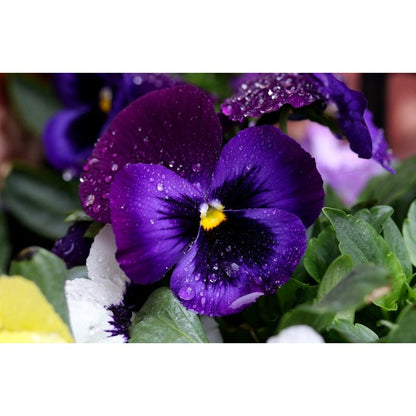 100Pcs Pansy Seeds Pollinator Attracting Characteristic Lively Compact Backyard Landscape