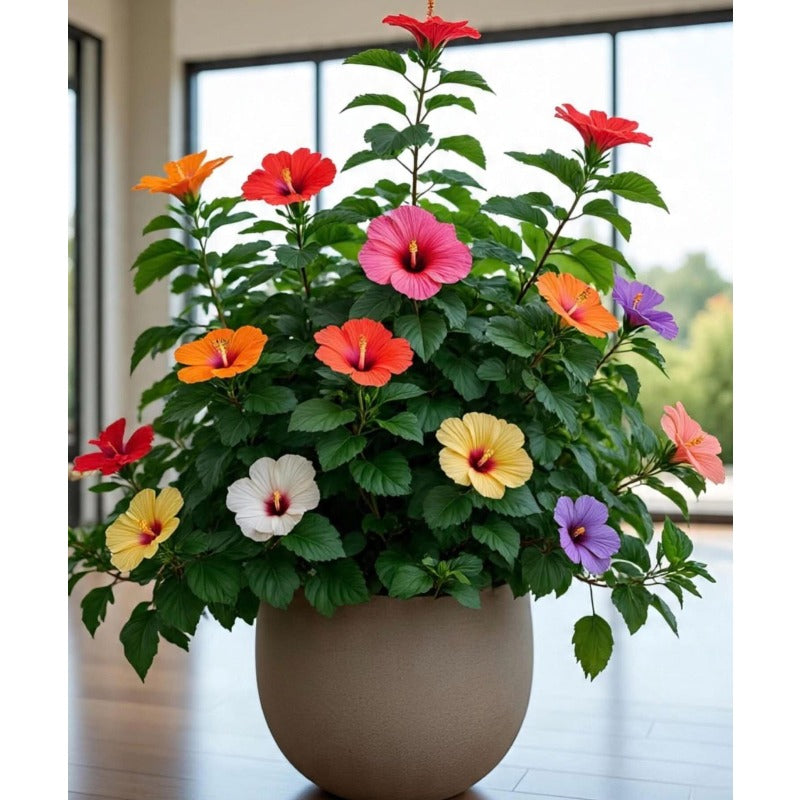 100pcs Simple To Grow And Naturally Pest Resistant Hibiscus Seeds Keep Gardens Healthy With Little Assistance