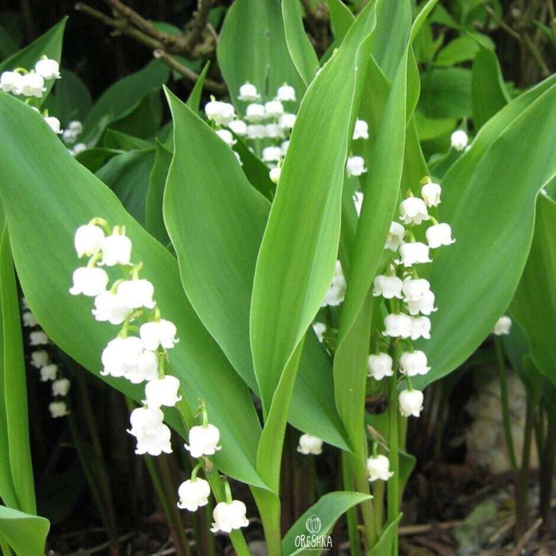 150 Lily of The Valley Seeds Friendly for novice growers form full low spreading flower clumps to enrich landscape texture effect