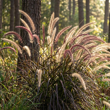 100 Seeds  Purple Fountain Grass Seeds  – Deep Burgundy Ornamental Grass for Gardens, Borders & Containers