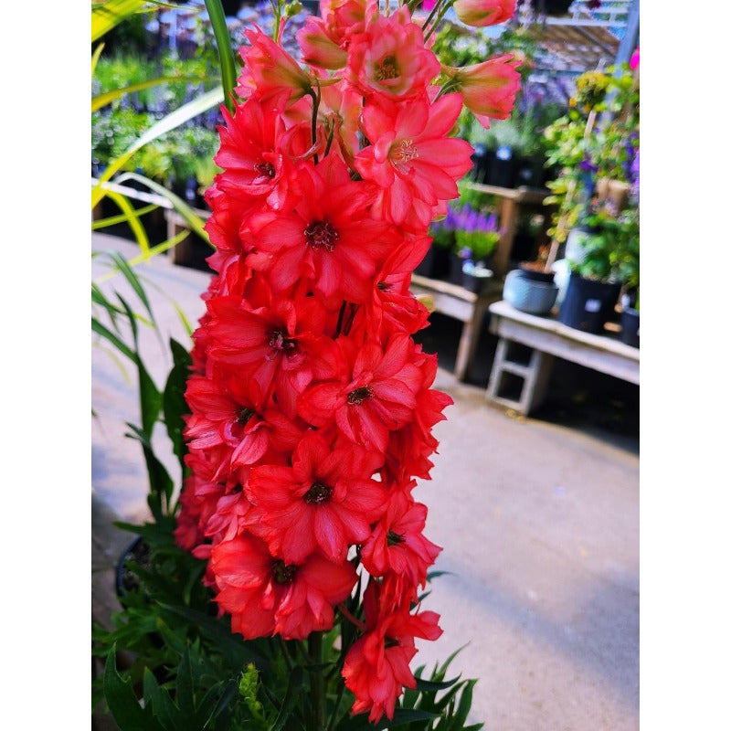 Scarlet Spire Rocket Larkspur Delphinium Seeds - 200 seeds Flowers Garden Border Tall Flower Grow Your Own Home Farm Patio Healthy