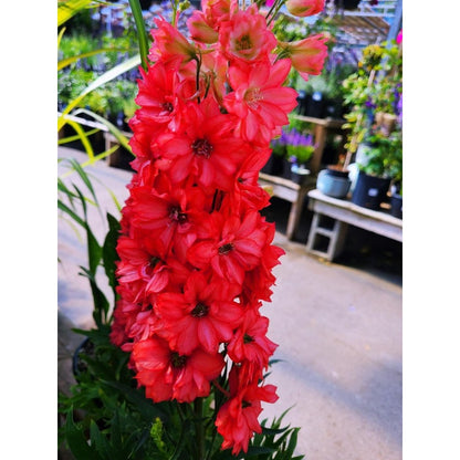Scarlet Spire Rocket Larkspur Delphinium Seeds - 200 seeds Flowers Garden Border Tall Flower Grow Your Own Home Farm Patio Healthy
