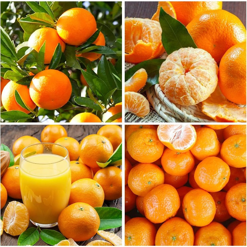 50Pcs Orange Seeds for Planting - Fresh Harvest, Non-GMO, Sweet & Juicy