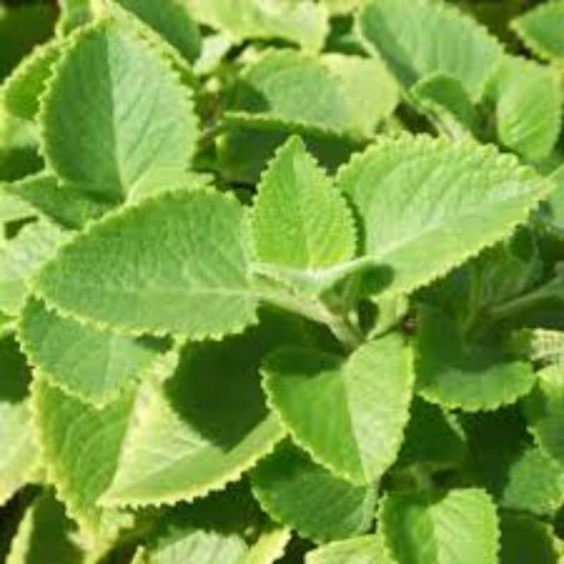 1000pcs Oregano Seeds Simple to Grow add soft bushy ornamental charm to plain yard and garden landscapes