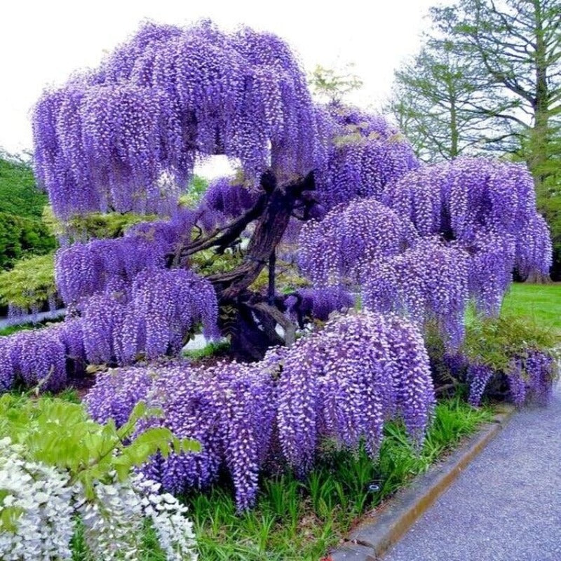 10pcs Blue Rain Wisteria seeds best gift for him her home decor teacher gifts graduation outdoor gardening DIY birthday present flowering plants