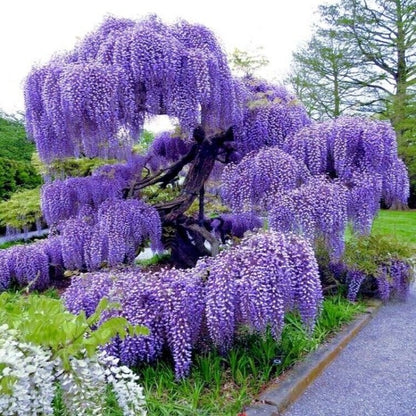 10pcs Blue Rain Wisteria seeds best gift for him her home decor teacher gifts graduation outdoor gardening DIY birthday present flowering plants