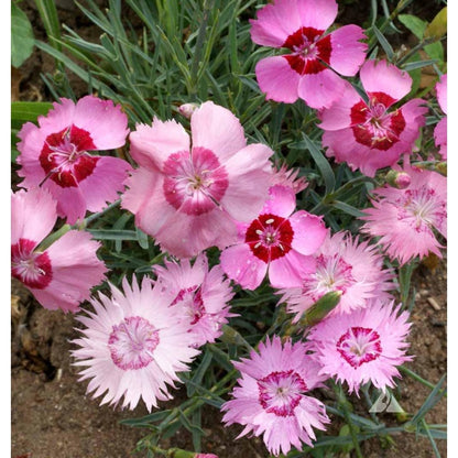 500Pcs Dianthus Seeds fill blank low border spots in newly arranged garden layouts
