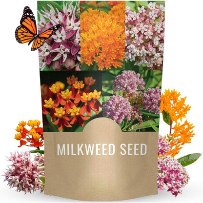 169Pcs Milkweed Seeds Fit for home planting hold consistent seasonal bloom cycles for lasting ornamental appeal