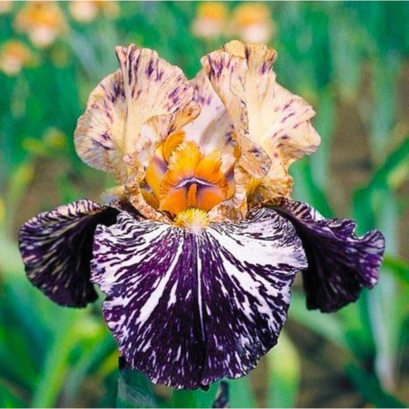 100Pcs Iris Seeds for planting add elegant mid level texture to flat open residential yard landscapes