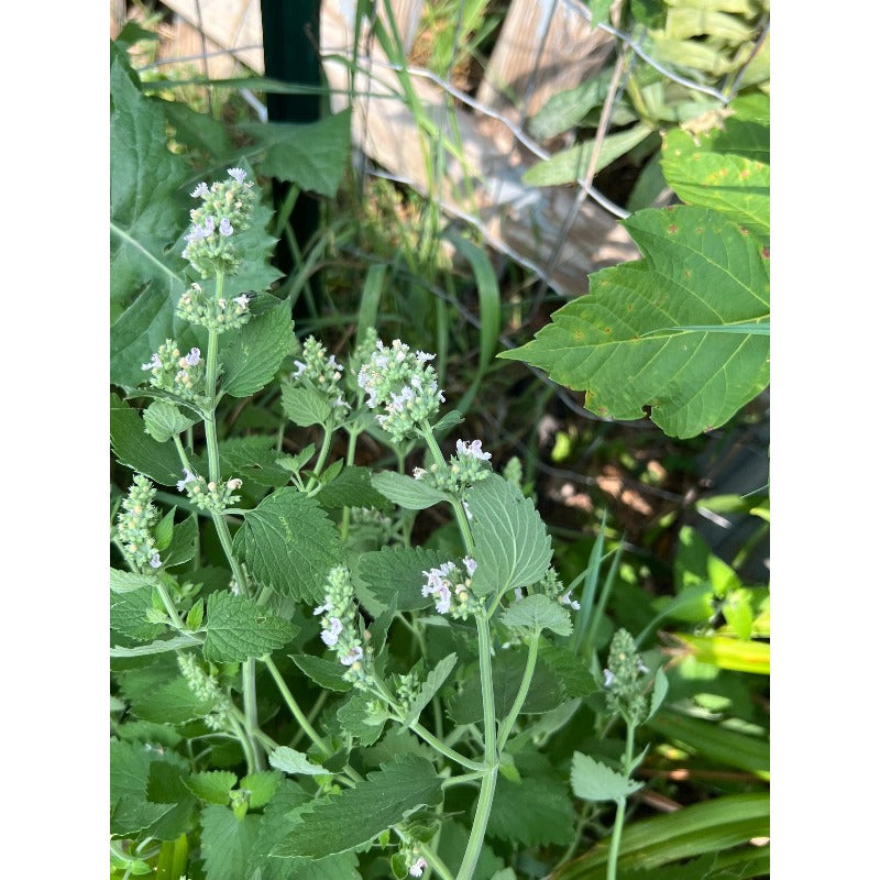 1000Pcs Catnip Seeds Beginner Friendly for planting in garden borders, yard beds and outdoor ornamental growing spaces