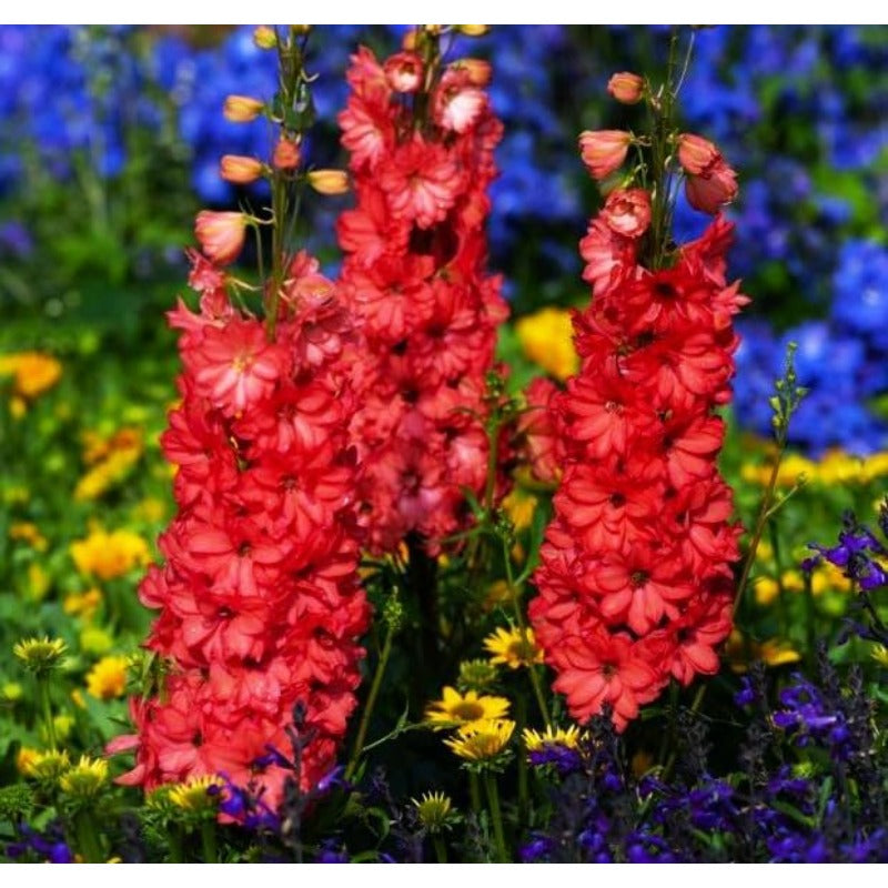 Scarlet Spire Rocket Larkspur Delphinium Seeds - 200 seeds Flowers Garden Border Tall Flower Grow Your Own Home Farm Patio Healthy