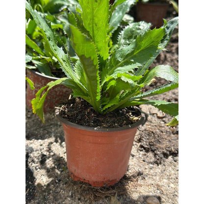 200pcs Straightforward Growing Culantro Seeds ideal for lining garden bed perimeters, container edges and shaded patio grounds