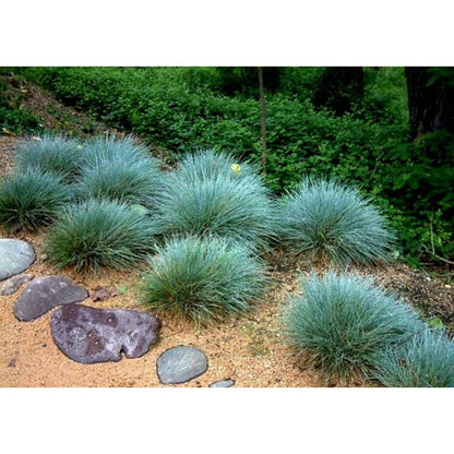 479Pcs Fescue Seeds pair perfectly with ornamental plantings to enrich multi level landscape structure