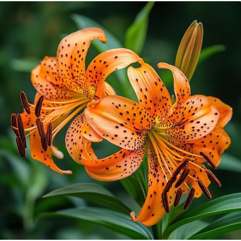 100PCS Tiger Lily Seeds Flower Easy Grow Perennial Summer Bloom Pollinator