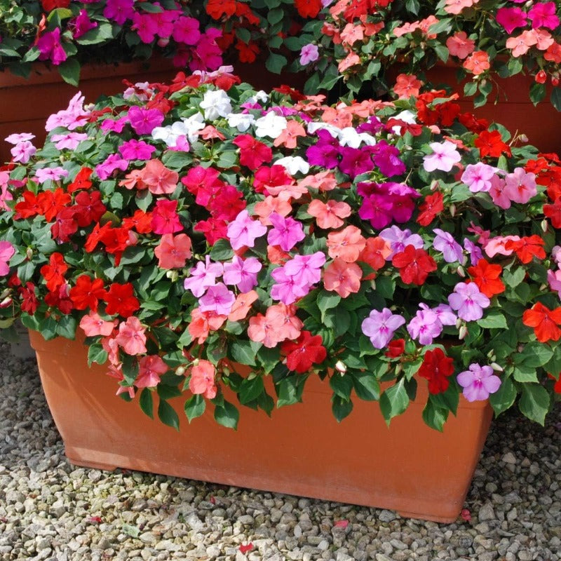 100pcs Impatiens Seeds Convenient for Cultivation adapt calmly to regular temperature shifts in mild shaded temperate zones