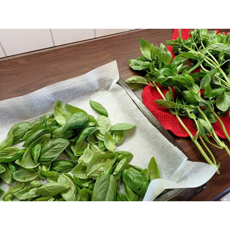 500pcs Novice Approved Basil Seeds for planting in residential landscape areas and private patio planting plots