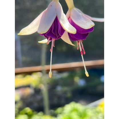 100pcs With Fuchsia Seeds, Quick Growing Shade Loving Plants for Outdoor Yard