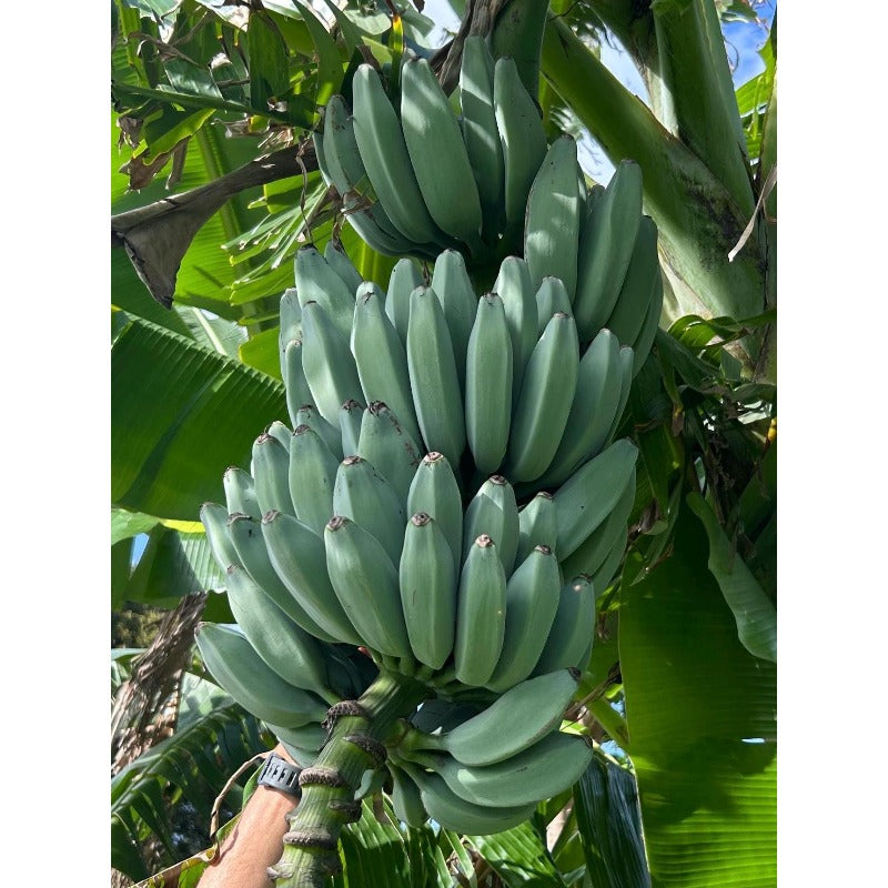 100pcs No Green Thumb Required To Grow Successfully Banana Seeds Offer Reliable Sprouting For Large Container Gardening