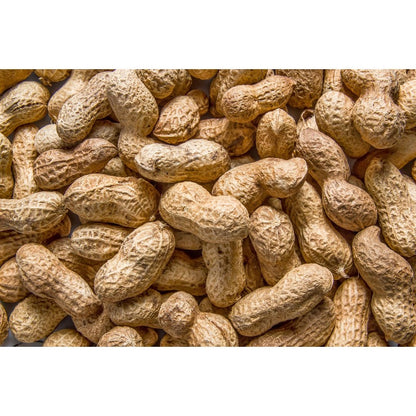 18Pcs Peanut Seeds Strong Growth Vigor Quickly Establishes A Lush Foliage Cover