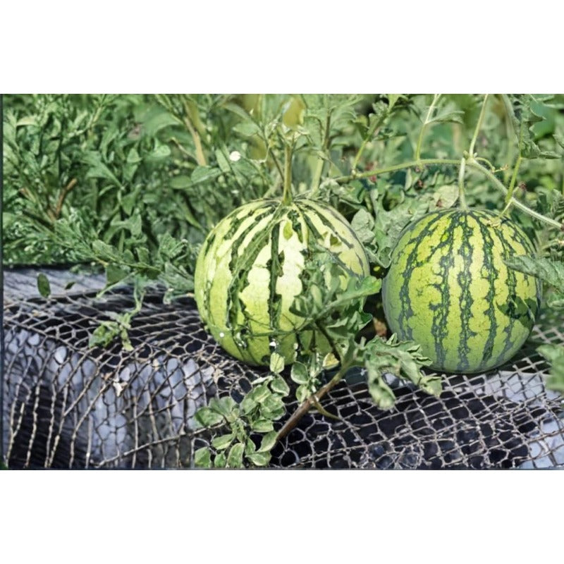 50Pcs Ornamental Watermelon Seeds High Survival Oval Seeds with Watermelon Seeds for Garden Fence