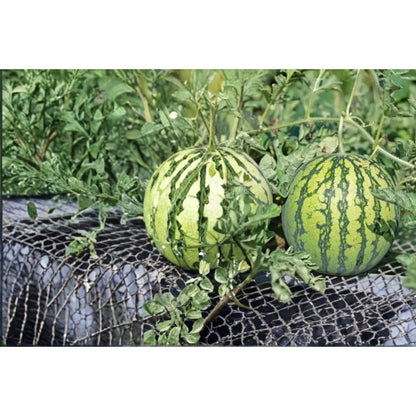 50Pcs Ornamental Watermelon Seeds High Survival Oval Seeds with Watermelon Seeds for Garden Fence
