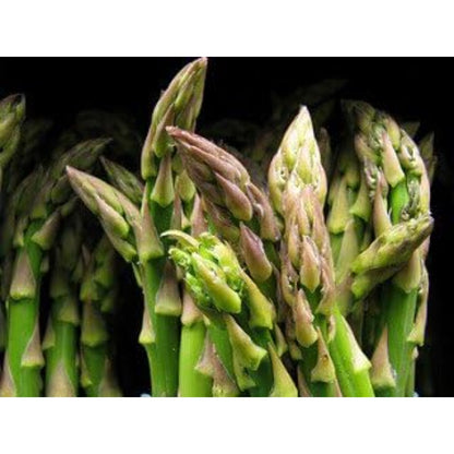 100pcs Asparagus Seeds Simple for beginner planting keep natural upright clustered form without disorderly overexpansion