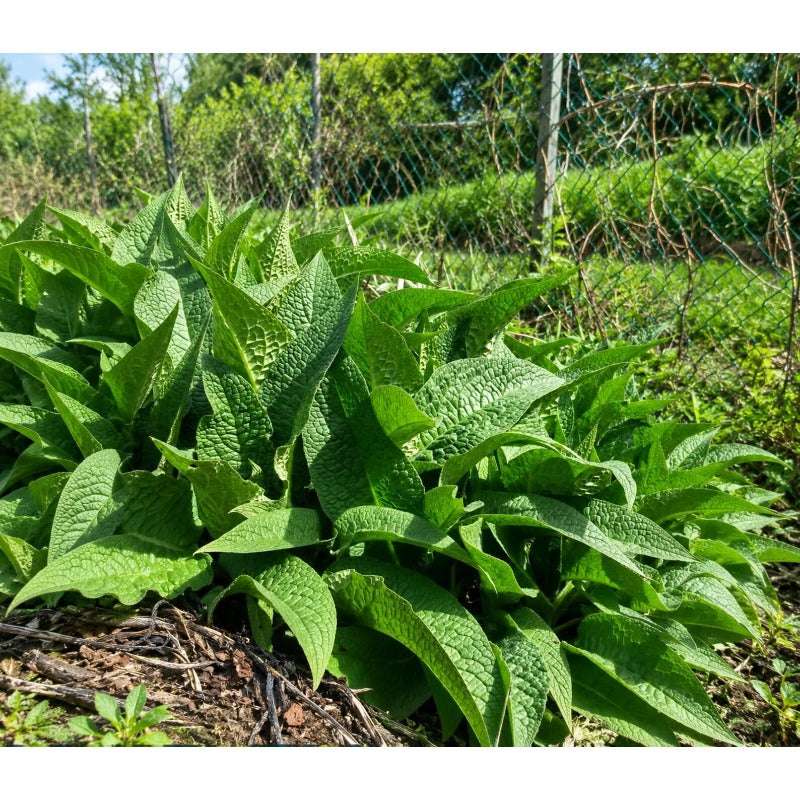 100pcs Comfrey Seeds serve as ideal backdrop planting option for garden beds and shaded corner spaces