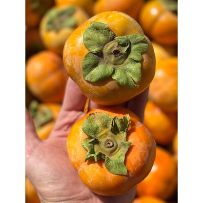50Pcs Easy Growing Persimmon Seeds develop thick layered canopy with minimal routine trimming and seasonal upkeep