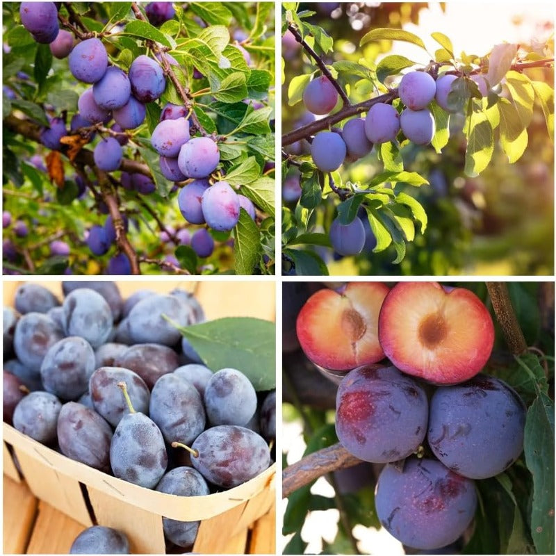 10Pcs Plum Seeds Perfect for beginner sowing adapt well to open ground placement and garden plot cultivation