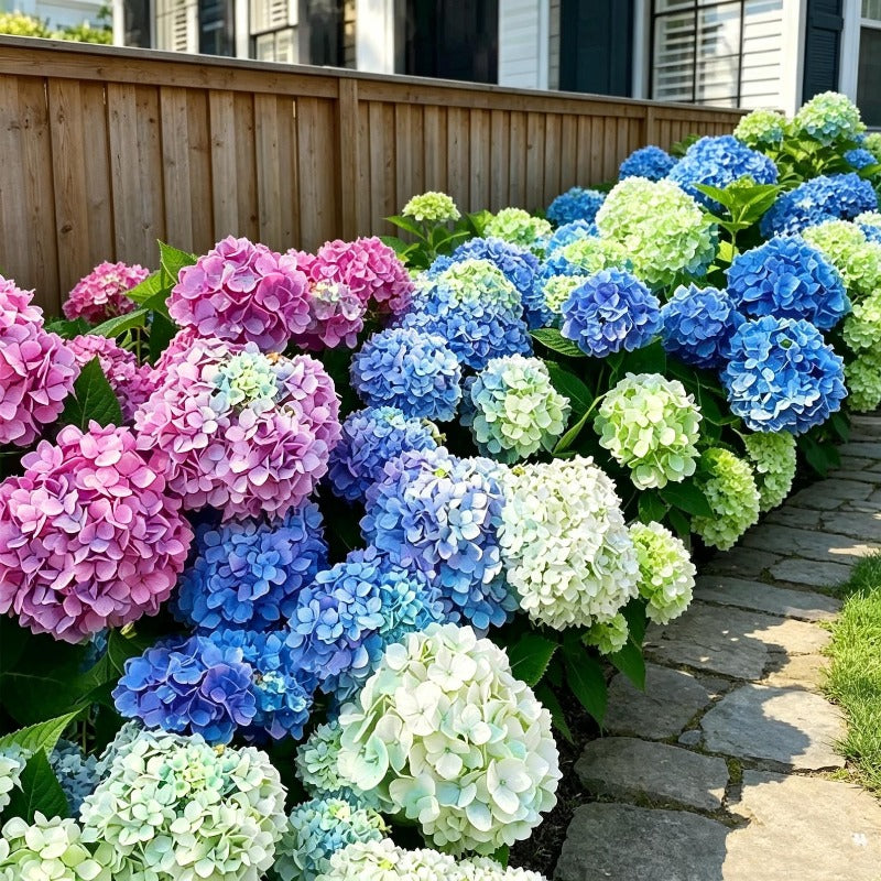 50Pcs Big Hydrangea Seeds Perennial Hardy Garden Shrub Bloom Flower Seed Flowers
