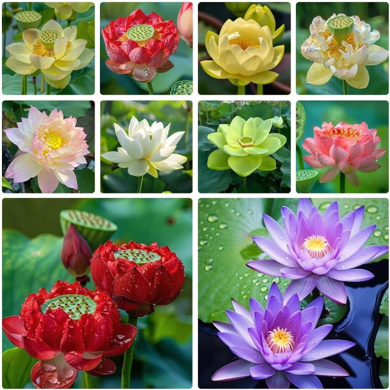 12pcs Mix Bonsai Lotus Seeds for Planting in Water Bowl Lotus Seed Water Lilys Flower Plant for Ponds and Gardens