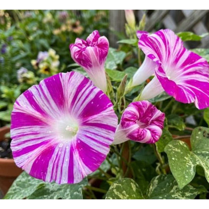 100pcs Pink Morning Glory Seeds Unique Magenta White Striped Climbing Vine Gift