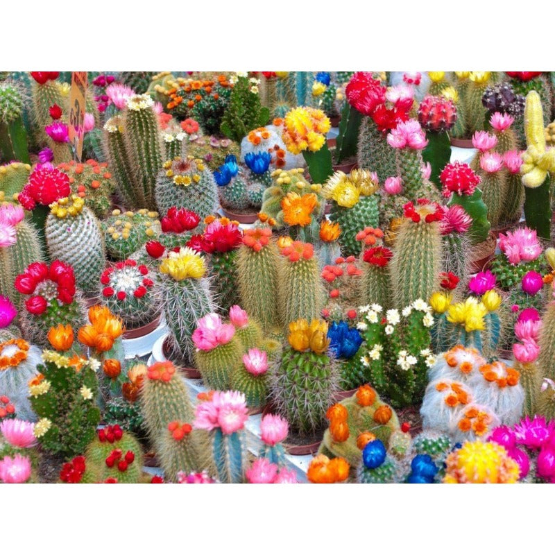 100pcs Cactus Seeds Friendly for new gardeners grow into full compact sculptural form with steady seasonal growth renewal