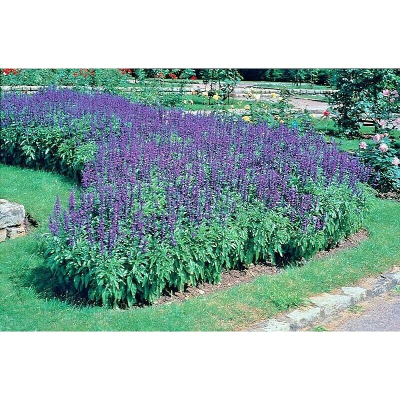 200pcs Perennial Blue Sage Seeds Drought Tolerant For Backyard Gardens Simple To Cultivate