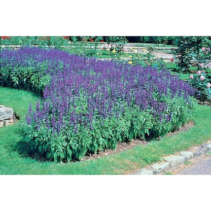 200pcs Perennial Blue Sage Seeds Drought Tolerant For Backyard Gardens Simple To Cultivate