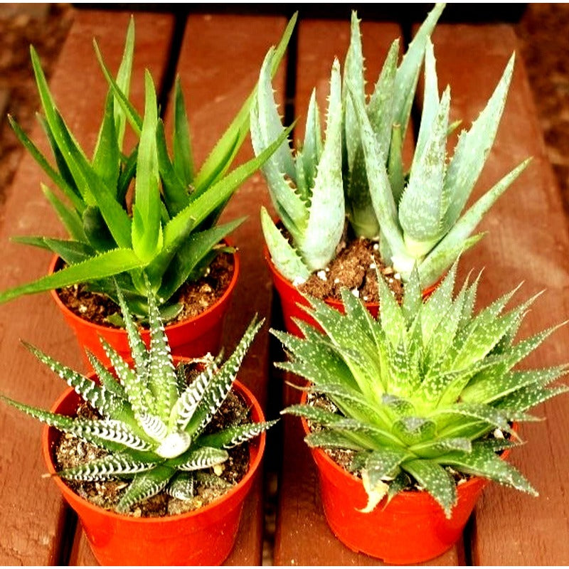 200Pcs Beginner Friendly Aloe Vera Seeds maintain steady compact rosette form through fluctuating seasonal temperature shifts