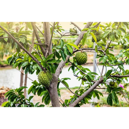 10pcs Wonderful For Enjoying The Rewards Of Home Gardening Soursop Pawpaw Seeds Simple To Plant With Satisfying Visible Growth